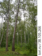 Казанский лес. Широколиственный лес. Лето Kazan forest. Broad-leaved forest. Summer Tilia cordata Mill., Betula pendula Roth. Стоковое фото, фотограф Светлана Федорова / Фотобанк Лори