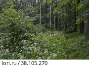 Казанский лес. Широколиственный лес. Лето Kazan forest. Broad-leaved forest. Summer Tilia cordata Mill., Betula pendula Roth. Стоковое фото, фотограф Светлана Федорова / Фотобанк Лори