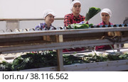 Women working in vegetable processing factory, controlling process of peeling and washing of leek on conveyor belt of sorting production line. Стоковое видео, видеограф Яков Филимонов / Фотобанк Лори