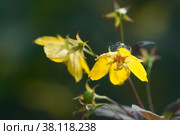 Цветущий Вербейник реснитчатый (Lysimachia ciliata), крупный план. Стоковое фото, фотограф Александр Курлович / Фотобанк Лори