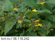 Цветущий Вербейник реснитчатый (Lysimachia ciliata), крупный план. Стоковое фото, фотограф Александр Курлович / Фотобанк Лори