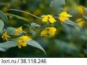 Цветущий Вербейник реснитчатый (Lysimachia ciliata), крупный план. Стоковое фото, фотограф Александр Курлович / Фотобанк Лори