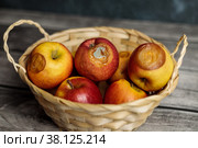 Rotten apples in the basket Bad harvest Hunger. Стоковое фото, фотограф Алёна Золотухина / Фотобанк Лори