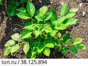 Куст картофеля (лат. Solanum tuberosum) крупным планом. Стоковое фото, фотограф Анна Аникова / Фотобанк Лори