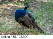 Павлин обыкновенный (Pavo cristatus)  крупным планом. Стоковое фото, фотограф Виктор Карасев / Фотобанк Лори
