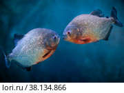 Обыкновенная пиранья. Парочка рыбок. Red-bellied piranha Pygocentrus nattereri. Стоковое фото, фотограф Татьяна Белова / Фотобанк Лори
