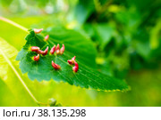 Lime nail gall caused by red nail gall mite Eriophyes tiliae on the leaves of common lime. Стоковое фото, фотограф Anastasia Kayander / Фотобанк Лори