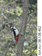 Дятел средний пестрый, Dendrocopos medius, Middle Spotted Woodpecker. Москва. Стоковое фото, фотограф Free Wind / Фотобанк Лори