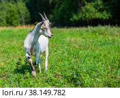 Серо-белая козочка на поле на фоне леса в летний солнечный день. Стоковое фото, фотограф E. O. / Фотобанк Лори
