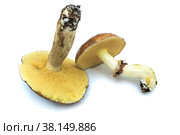 Два масленка (L.Suillus luteus), выделенные на белом фоне. Стоковое фото, фотограф Александр Романов / Фотобанк Лори