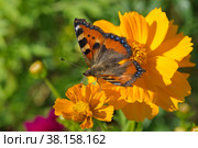 Бабочка крапивница (лат. Aglais urticae) на цветах космеи серно-желтой (лат. Cosmos sulphureus) Стоковое фото, фотограф Елена Коромыслова / Фотобанк Лори