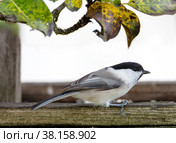 Буроголовая гаичка, или пухляк, (лат. Poecile montanus, англ. willow tit, titmouse) Стоковое фото, фотограф Галина Савина / Фотобанк Лори