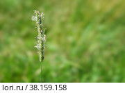 Flowering Timothy grass isolated on a green background. Стоковое фото, фотограф Елена  Попкова / Фотобанк Лори