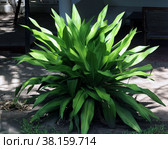 Растение рода  Аспидистра (Aspidistra) Стоковое фото, фотограф EgleKa / Фотобанк Лори