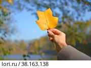Женская рука держит осенний лист лириодендрона тюльпанного (Liriodendron tulipifera L.) на фоне голубого неба. Стоковое фото, фотограф Ирина Борсученко / Фотобанк Лори