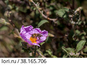 A useful shrub (Cistus creticus, Cistus incanus) and bee collecting nectar close-up. Стоковое фото, фотограф Татьяна Ляпи / Фотобанк Лори