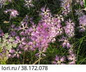 Цветущая гвоздика пышная (lat. Dianthus superbus). Побережье Беого моря, Карелия. Стоковое фото, фотограф Сергей Рыбин / Фотобанк Лори