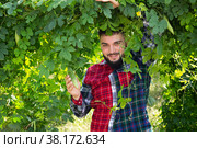 Farmer taking care of Momordica charantia. Стоковое фото, фотограф Яков Филимонов / Фотобанк Лори