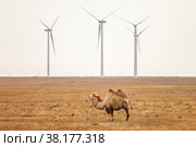 Bactrian camel near the wind turbines. Стоковое фото, фотограф Art Konovalov / Фотобанк Лори