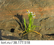 Астра солончаковая (lat. Tripolium pannonicum) на литорали во время отлива. Белое море. Стоковое фото, фотограф Сергей Рыбин / Фотобанк Лори