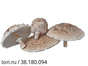 Гриб зонтик пестрый (Macrolepiota procera). Изолировано на белом. Стоковое фото, фотограф Владимир Литвинов / Фотобанк Лори
