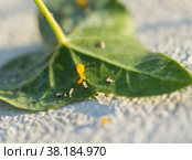 yellow aphid on a plant. Стоковое фото, фотограф Типляшина Евгения / Фотобанк Лори
