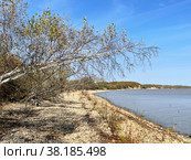 Береза, склоненная к озеру Ханка. Россия, Приморский край (2022 год). Стоковое фото, фотограф Овчинникова Ирина / Фотобанк Лори