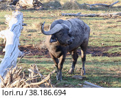 Африканский буйвол (Syncerus caffer) (2021 год). Стоковое фото, фотограф EgleKa / Фотобанк Лори