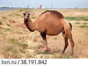 Dromedary camel. Стоковое фото, фотограф Art Konovalov / Фотобанк Лори