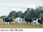 Cows walking through field. Kholmogorsky herd on pasture. Стоковое фото, фотограф Ира Орлова / Фотобанк Лори