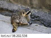 Raccoon in a zoo. Стоковое фото, фотограф Дмитрий Рудаков / Фотобанк Лори