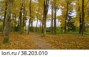Александровский парк (Царское Село). Аллея в куртине "Грибок". (2021 год). Редакционное видео, видеограф Евгений Романов / Фотобанк Лори