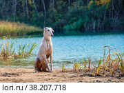 Собака породы русская длинношерстная борзая, также называемая русским волкодавом. Стоковое фото, фотограф Pukhov K / Фотобанк Лори