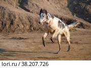 Собака породы русская длинношерстная борзая, также называемая русским волкодавом. Стоковое фото, фотограф Pukhov K / Фотобанк Лори