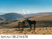 Лошадки на фоне Эльбруса. Стоковое фото, фотограф Айдин Исаев / Фотобанк Лори