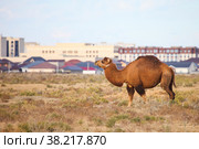 Dromedary camel (2022 год). Стоковое фото, фотограф Art Konovalov / Фотобанк Лори