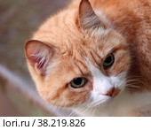 Бело-рыжая кошка крупным планом. Стоковое фото, фотограф EgleKa / Фотобанк Лори