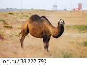 Dromedary camel. Стоковое фото, фотограф Art Konovalov / Фотобанк Лори