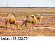 Bactrian camels. Стоковое фото, фотограф Art Konovalov / Фотобанк Лори