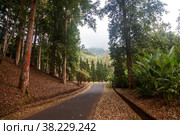 Tropical jungles Southeast Asia. Road with trees. Trail wildlife. Concrete track relict forest. Tourist route for walking in rainforest. Trip national Park on island of Bali, Indonesia. Стоковое фото, фотограф Aleksandr Golubev / Фотобанк Лори