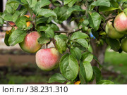 Close-up of ripe fresh red apples on apple tree branch in garden is ready for harvest. Fruit background. Concept of gardening, harvesting and healthy eating. Copy space for site. Стоковое фото, фотограф Aleksandr Golubev / Фотобанк Лори