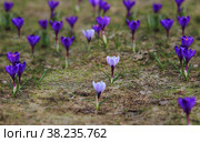 Крокус. Первый весенний цветок. Шафран. Crocus (plural: crocuses or croci) is a genus of flowering plants in the iris family. Flowers close-up on a blurred natural background. The first spring flower in the home garden. Стоковое фото, фотограф Oleg Borunov / Фотобанк Лори