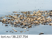 Pile of empty shells of surf clams on the seashore left from fishing. Стоковое фото, фотограф Евгений Харитонов / Фотобанк Лори