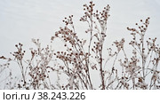 Декоративный кустарник лапчатка морозной, снежной зимой. Decorative shrub lapchatka (Dasiphora fruticosa) in snowy winter. Стоковое видео, видеограф Владимир Литвинов / Фотобанк Лори