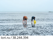 People collect shellfish on the shore at low tide against the backdrop of the port and fish processing plant in Yuzhno-Kurilsk (2022 год). Редакционное фото, фотограф Евгений Харитонов / Фотобанк Лори
