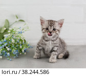 Серый полосатый котенок сидит около летнего букета цветом и облизывается. Выборочный фокус. Стоковое фото, фотограф Наталья Гармашева / Фотобанк Лори