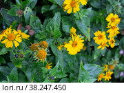 Yellow flowers of Gaillardia aristata Maxima Aurea in a flower bed, top view. Landscaping. Стоковое фото, фотограф Коханова Наталья / Фотобанк Лори
