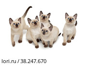 Five small Thai kittens. Стоковое фото, фотограф Okssi / Фотобанк Лори