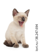 Little Siamese kitten meows. Стоковое фото, фотограф Okssi / Фотобанк Лори