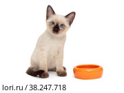 Small Siamese kitten and food bowl. Стоковое фото, фотограф Okssi / Фотобанк Лори
